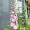 400 pcs wilder rittersporn samen - Delphinium - pflanzen samen garten geschenke (Consolida ajacis) blumenbeet steingartenpflanzen winterhart balkonpflanzen frühling pflanzensamen exotisch
