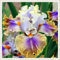 Iris color arcobaleno, bulbi resistenti e di alta qualità, fiore perenne e indispensabile in giardino, decorazione del patio-15 Bulbi-C
