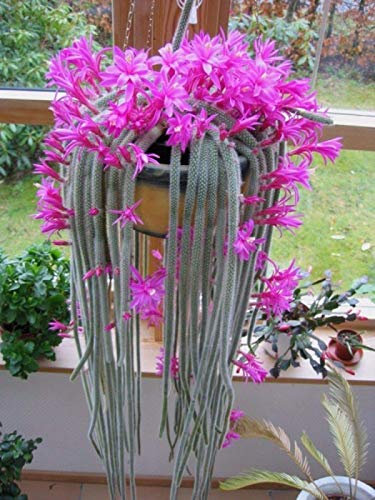 10 Semillas de la cola de rata Cactus raros Aporocactus flagelliformis impresionantes flores rosadas