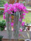10 Semillas de la cola de rata Cactus raros Aporocactus flagelliformis impresionantes flores rosadas