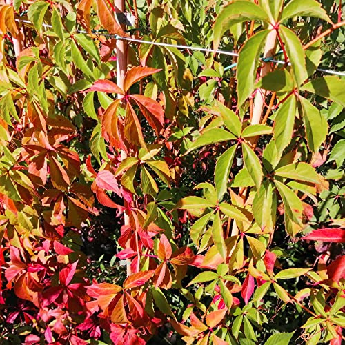Vite Canadese, 8 piante alte 60/80 cm, vaso 8, Vite americana, Parthenocissus quinquefolia