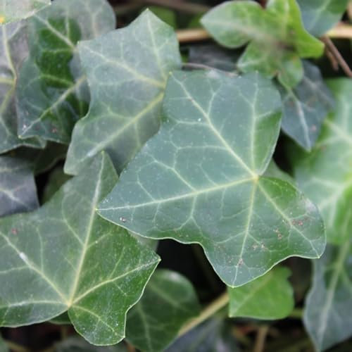 24 x Lierre Hibernica - Hedera hibernica godet 9x9cm, pour 3m² : Un lierre polyvalent et robuste pour votre jardin