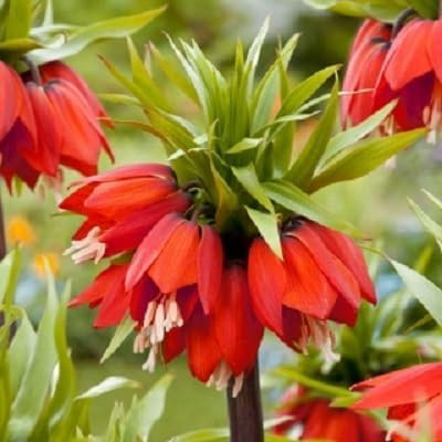 70 Stück rote Kaiserkrone Blumensamen