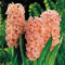 Hyazinthe Ist Winterhart SüßE BlüTenbläTter, Macht GlüCklich AuffäLlige, AuffäLlige Pflanze Hyazinthenzwiebeln, Das Aroma Ist Reichhaltig, (Winterhart/Stauden/Staude/Mehrjährig) -2bulbs-G