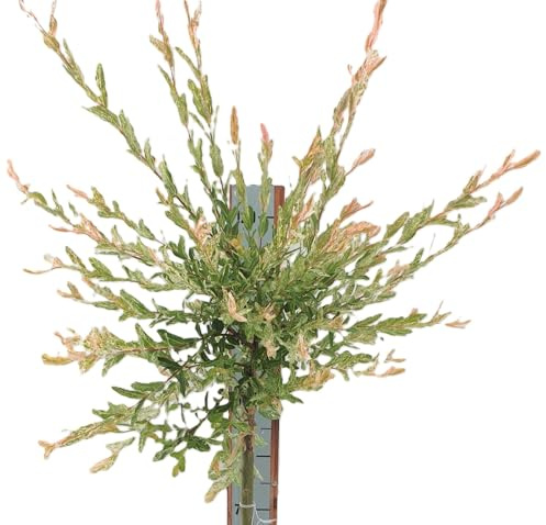Harlekinweide/Zierweide - Salix Nishiki - Hochstamm 125-150 cm winterhart Freilandaufzucht