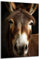 DARO Design - Wand-Bild auf 6mm HDF 84x56 cm Portrait Esel - Wand-Deko Bilder Geschenk