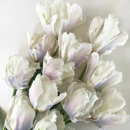 4 Pcs Tulpenzwiebeln Kaufen - Tulipa Gesneriana - Tulpen Zwiebeln, Blumen Winterhart, Bienenfreund Tulpenzwiebel, Blumenzwiebeln Tulpen, Frische Blumen, Gartendeko Für Draußen Blühwiese