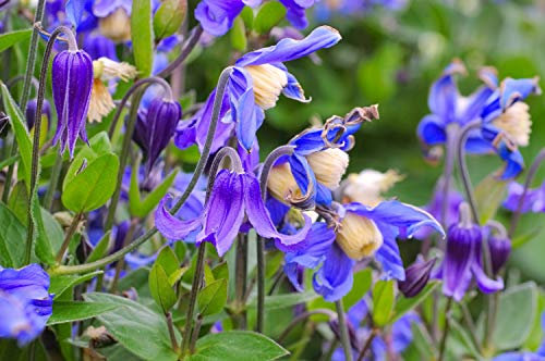 Clematis Integrifolia 'Blue Ribbons' 10 Seeds