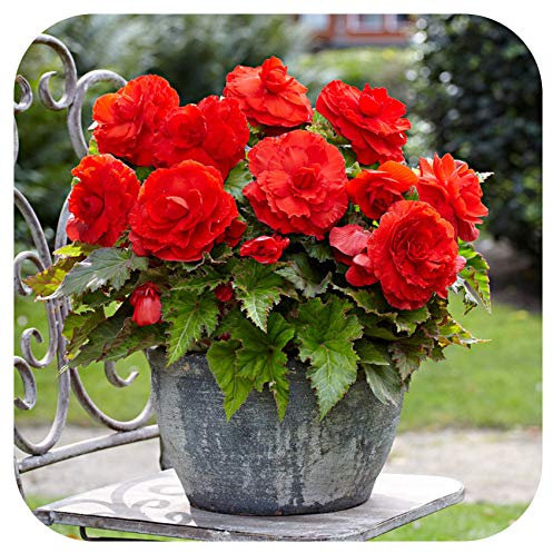 Begonia Non-Stop Double Tubers/Corms Red x 5 Summer Flowering by Growtanical®