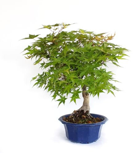 KENTIS - Bonsai Acer Palmatum Yama - Japanischer Ahorn Bonsai - Echte dekorative Pflanzen für Außenbereich - H 40-50 cm Topf Ø 20 cm