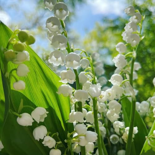 12 bulbos de lirio de los valles, plantas resistentes al invierno, para jardín, flores de balcón (Convallaria Majalis), prado de floración perenne, regalo para jardín, flores frescas, decoración de