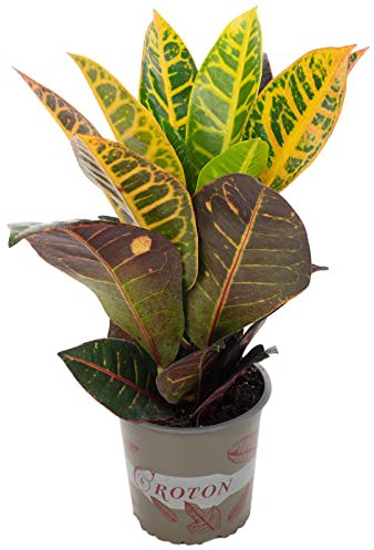 Wunderstrauch 'Petra' - pflegeleichte Zimmerpflanze, Codiaeum Petra - Höhe ca. 40 cm, Topf-Ø 13 cm