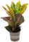 Wunderstrauch 'Petra' - pflegeleichte Zimmerpflanze, Codiaeum Petra - Höhe ca. 40 cm, Topf-Ø 13 cm