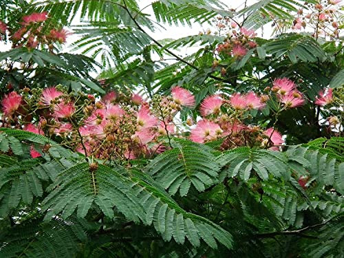 Seidenbaum Albizia julibrissin Ernest Wilson Pflanze 5-10cm Schlafbaum Rarität