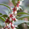 YouGarden Sarcococca Hookeriana 'Winter Gem', Established Plant in 4.6L Pot, Evergreen Christmas Sweetbox Plant, Evergreen Winter Flowering Plants for Gardens and Indoors