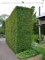 Carpinus betulus 175-200 cm. 50 Buchen. Hainbuche Hecke kaufen | Hainbuchen-Hecke