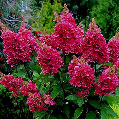 Hydrangea Paniculata Wim's Red-Hydrangea in 2 L Pot