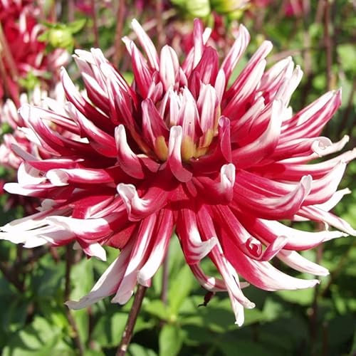 Dahlie Friqoulet | 1 Stück | Knolle | Rot | Weiß | 100% Blütegarantie | QFB Gardening