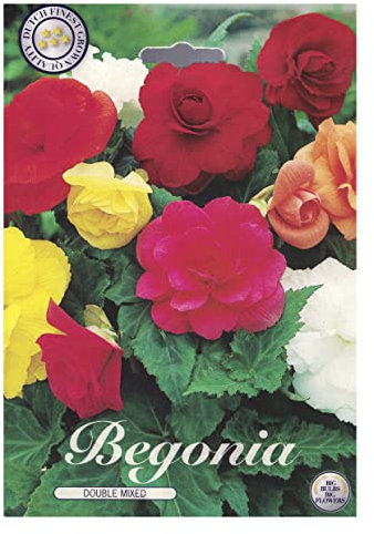 Sommerblumen-Zwiebel-Set, Begonien, Lupinen und Alstroemerien, Winterhart, Bio-Mischung, Mehrfarbig (3 Begonien Doppel Mix)