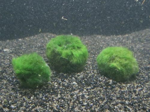 florari 5X Aegagropila linnaei/Mooskugel S 2-3 cm