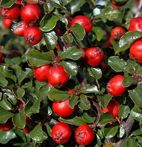 Hochstamm Thymianblättrige Zwergmispel 40-60cm - Cotoneaster thymifolius - lebende Gartenpflanze aus den Baumschulen