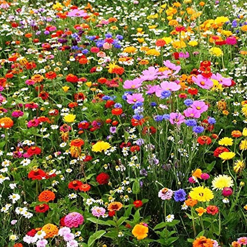 Haloppe 500 Pz Misto Erba Selvatica Fiori Piante Semi Per La Piantagione Del Giardino Domestico, Colore Misto Fiore Selvatico Semi Di Erba Selvatica Giardino Domestico Prato Pianta Ornamentale Semi