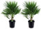 Plant in a Box - Chamaerops Humilis - Set de 2 - European Fan Palm - Hardy - Maceta 21cm - Altura 70-80cm