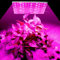 Mingfuxin 2024 Pflanzenlampe LED Vollspektrum, 45W LED Vollspektrum Pflanzenlicht, UV & IR Dasiy Chain Funktion Grow Light Grow Lampe Cannabis für Zimmerpflanzen, Gemüse, Blume (45W)