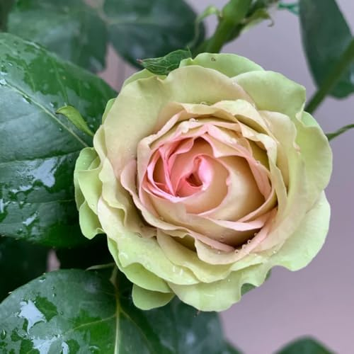 rosenbaum - Rosa chinensis - balkonpflanzen balkon blumengarten rankpflanzen steingarten gartenblumen schnittblumen exotische zimmerpflanzen outdoor indoor gewächshaus 350samen