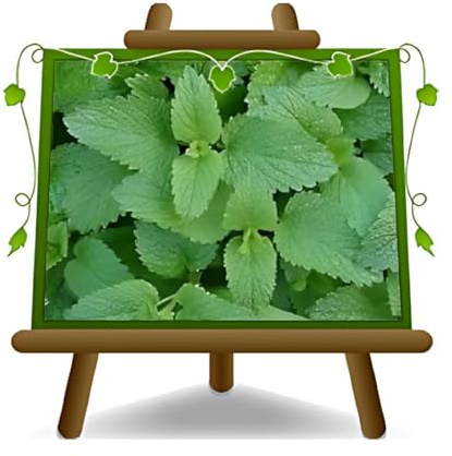 Melissa Officinalis - Melisse aromatische Pflanze auf Topf 14