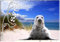 Foto Magnet Sylt Robbe - Kühlschrankmagnet Souvenir Fotomagnet