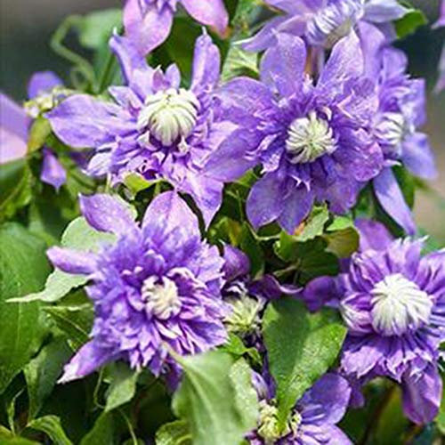 Benoon Taiga Clematis Vine Seeds 100 Stück/Beutel Taiga Clematis Vine Seeds Schöne Farbe Duftende Einfache Pflanzenblumensamen Für Den Außenbereich Ein Satz