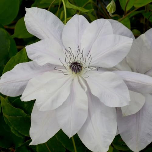 Clematis Reflections™ evipo035 - Lilac-Blue Single & Semi-Double Flowers - Easy Maintenance Hardy Shrub – 1x 3 Litre Potted Plant by Thompson & Morgan