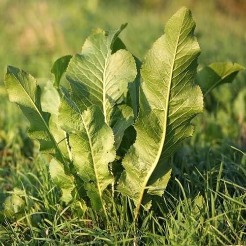 500 pcs Meerrettich Pflanzen Kaufen, bodendecker winterhart mehrjährig stauden Meerrettich Saatgut gartenpflanzen winterhart, wildkräuter samen wintergemüse hochbeet samen gemüsepflanzen,