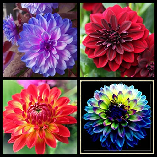 Dahlien knollen mix Dahlien knollen winterhart,Dahlienzwiebeln Winterharte Stauden Geeignet für die Gartenbepflanzung, sehr dekorativ-10zwiebeln-F