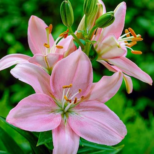 Lilien Zwiebeln Winterhart Mehrjährig - Pink Emotion - 10 Zwiebeln