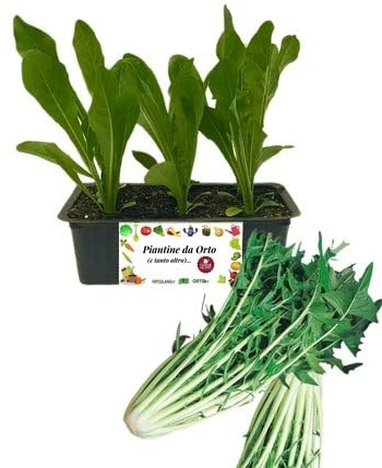 P. Piantine da Orto | Catalogna, Pianta da Orto o Balcone Pronta al Trapianto, Kit da 9 Piantine, Pianta Vera da Esterno, Vivaio Italiano