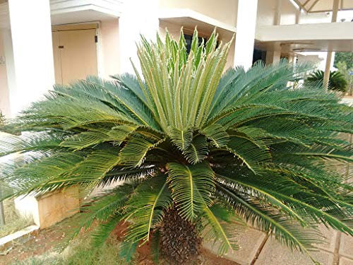 Genipap 10 pièces palmier Cycas