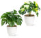 PASCH® 2er Set Kunstpflanzen wie echt (18cm) in bruchfesten Melamintöpfen | Kunstpflanzen im Topf | Künstliche Pflanzen im Topf | Kunstblumen Fake Plant