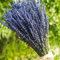 TooGet Fragantes Flores de Lavanda Secas de Lavanda Lía Ramos de Flores Naturales de Lavanda 100+ Tallos (40 - 45cm de Largo) para La Decoración del Hogar, Regalo, Boda o Cualquier Ocasión