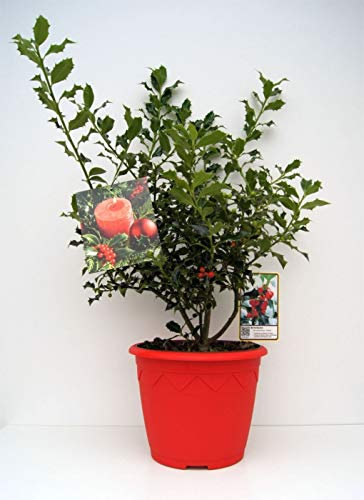 Ilex aquifolium Alaska - immergrüne Stechpalme - im Dekotopf mit Weihnachtsbildetikett - 30-40cm Stückzahl Rabatt Einzelpreis