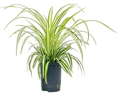 Lovely Spider Plant Chlorophytum comosum 'Vittatum' - White/Green Variegated Air Purifying Indoor House Plant in 12cm Pot
