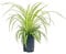 Lovely Spider Plant Chlorophytum comosum 'Vittatum' - White/Green Variegated Air Purifying Indoor House Plant in 12cm Pot