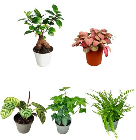 I Giardini di Giulia | Kit 5 Piantine Verdi per Terrarium Fai-da-Te | Fittonia Rossa e Bianca, Felce, Edera, Mini Calathea | Piante Vive da Interno (Con mini bonsai)