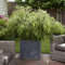 YouGarden Fargesia rufa 'Fountain' Bamboo in a 2L Pot 40cm Tall, Evergreen Clump-Forming Bamboo Plant for Outdoors, Pots and Patios Grow to Max Height of 3m, Perfect for Containers