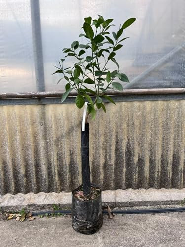 Pianta di Limone Rosso, Lemon Red, pianta vera, Agrumi, H120-140cm