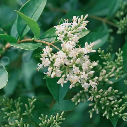 200 pcs liguster heckenpflanzen samen, bodendecker samen winterhart, balkonpflanzen liguster samen - Ligustrum lucidum - pflanzen samen, extrem winterharte kübelpflanzen samen balkon,