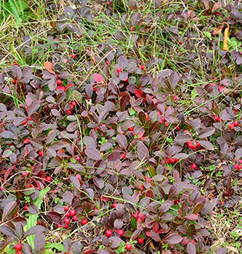 Rote Teppichbeere Scheinbeere - Gaultheria procumbens - lebende Gartenpflanze aus den Baumschulen