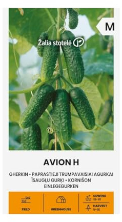 Zalia stotele | Einlegegurken - Avion H samen | Gemüsesamen | Pflanze samen | Gurken samen | Gardensamen | Frühe, selbstbefruchtende Sorte, resistent gegen Krankheiten | 1 Pack