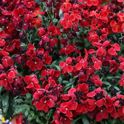 Wallflower 'Sugar Rush Red'. Plug Plant x6. Fragrant, low maintenance perennial flowers. Winter bedding plants. Bedwen Plants Online Garden Centre.